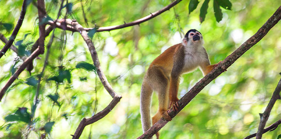 Un singe assis sur une branche d’arbre.