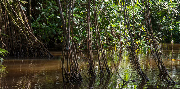 Un homme dans un canot dans une rivière entourée d’arbres.
