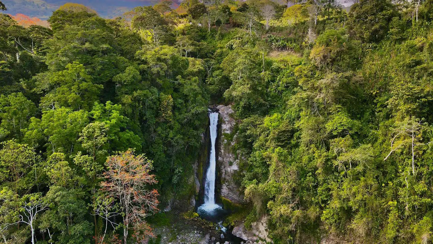 Une chute au milieu d’une forêt.