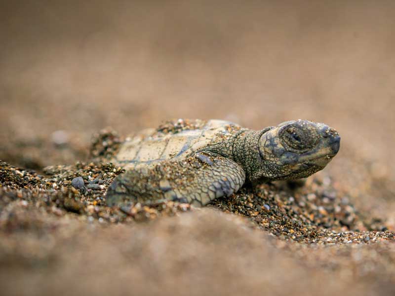 Un bébé tortue rampant dans le sable.