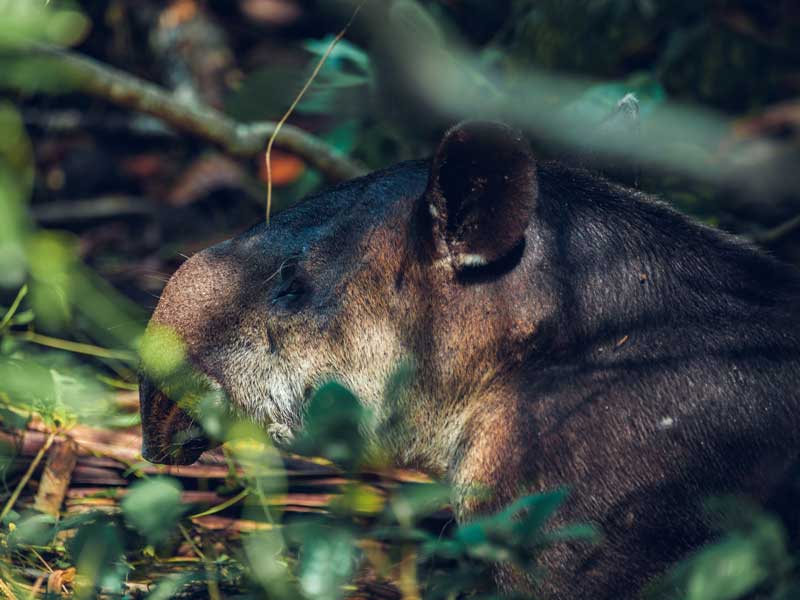 Gros plan d’un petit animal dans les bois