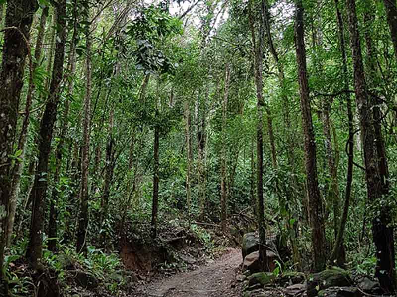 Un chemin de terre au milieu d’une forêt.