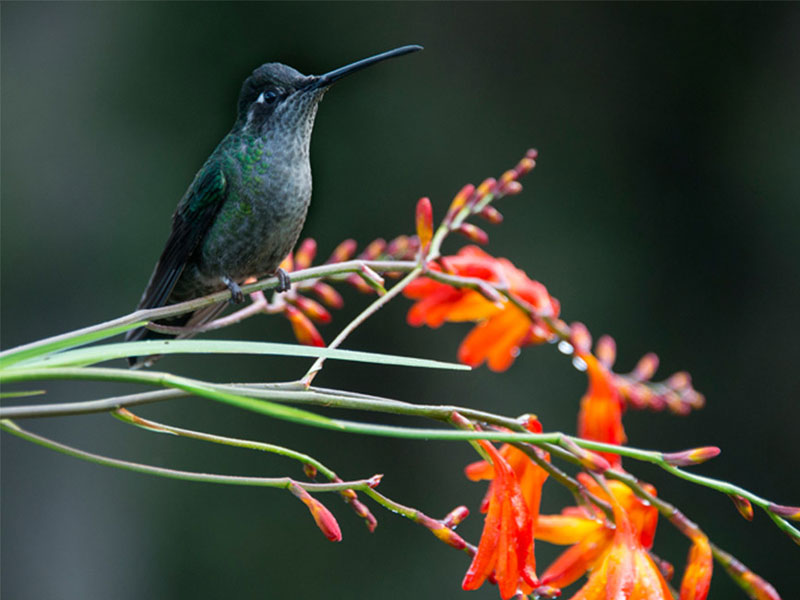 Un colibri se perche sur une branche à fleurs rouges.