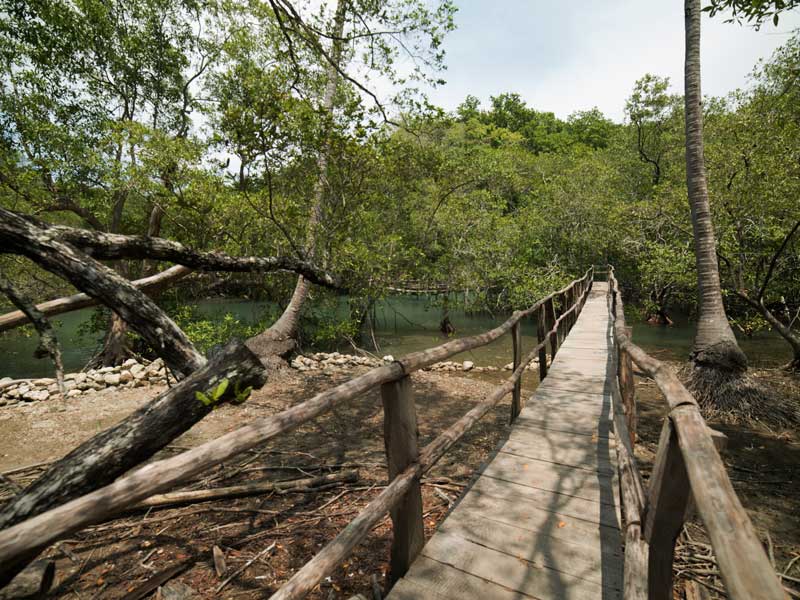 Un pont en bois au-dessus d’une rivière entourée d’arbres