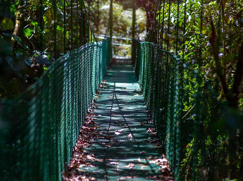 Une passerelle au milieu d’une forêt verdoyante.