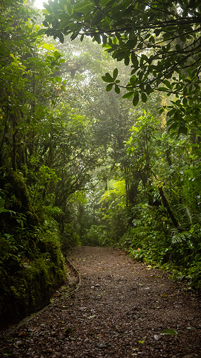Un chemin de terre au milieu d’une forêt verdoyante.
