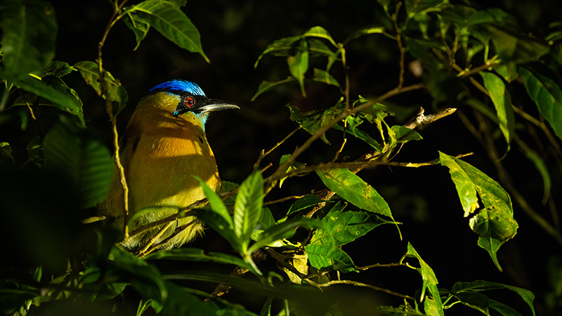 Monteverde Extrême