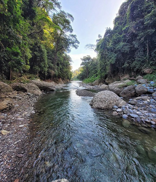 Une rivière qui traverse une forêt verdoyante.