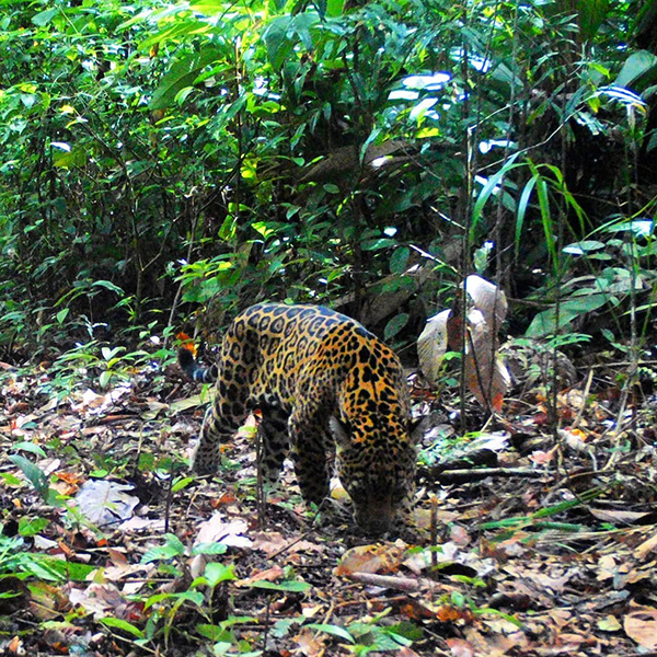 Un léopard marchant dans une jungle remplie de feuilles.