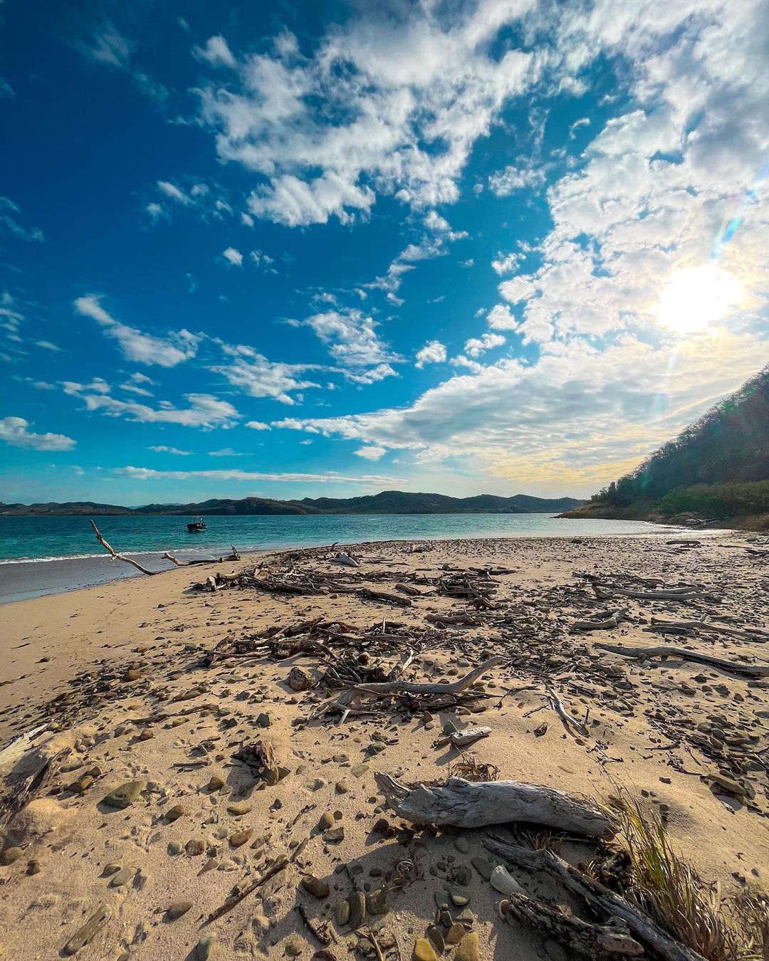 Une plage qui a un tas d’arbres.