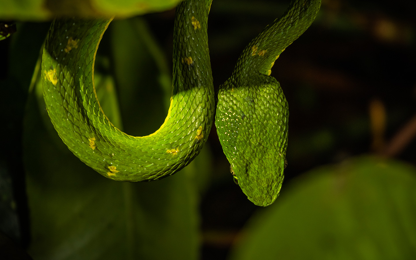 Réserve biologique de la forêt nuageuse de Monteverde 