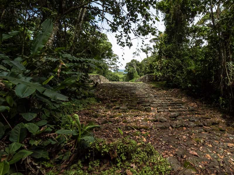 Un chemin de terre au milieu d’une jungle.
