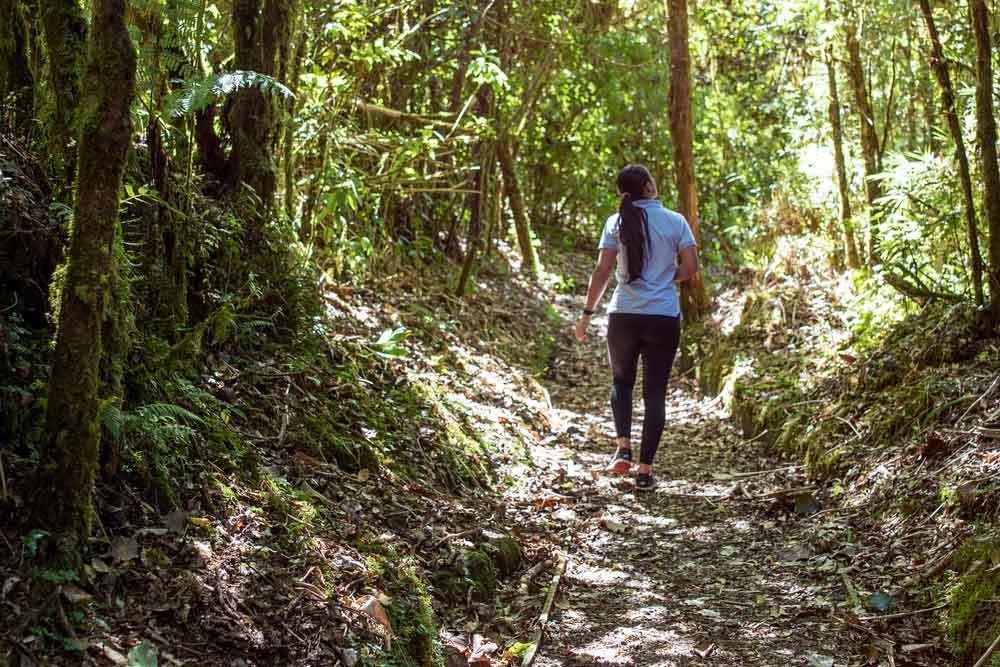 Une femme marchant dans une forêt verdoyante