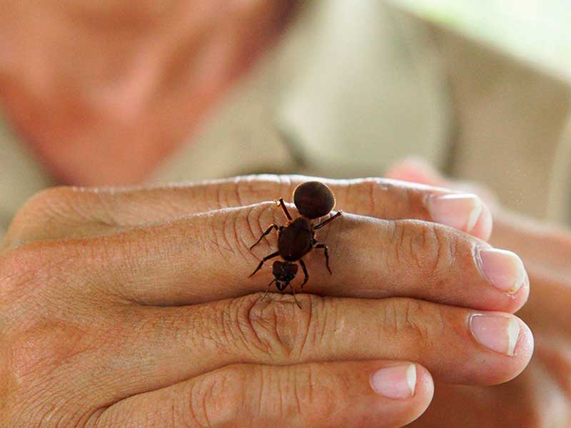 Gros plan d’une personne tenant un petit insecte.