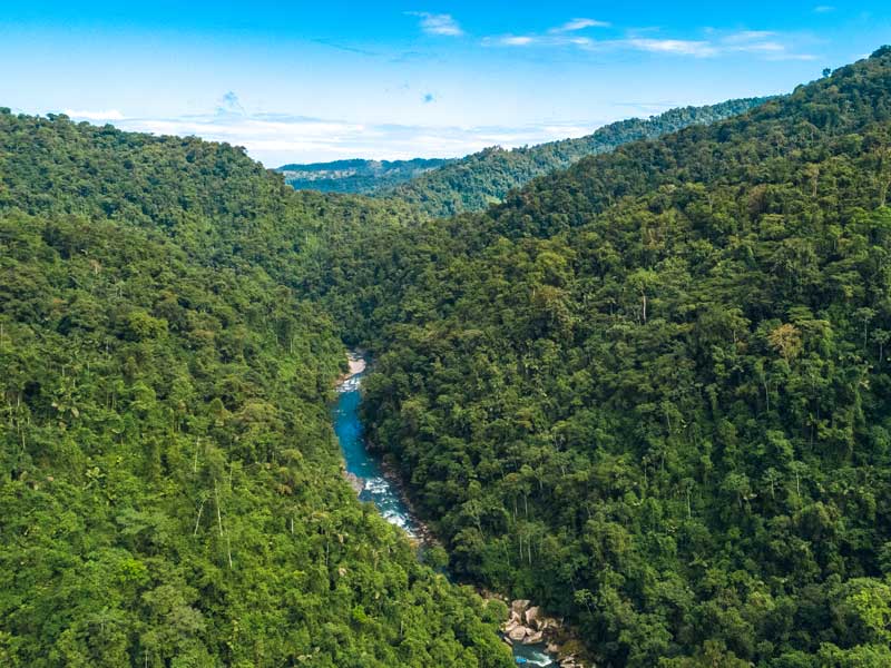Une rivière qui traverse une forêt verdoyante.
