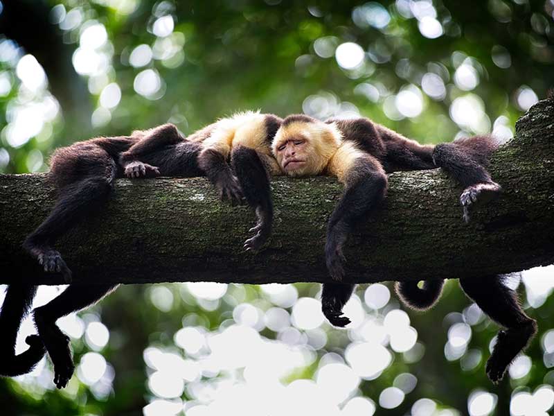 Un groupe de singes reposant sur une branche d’arbre.