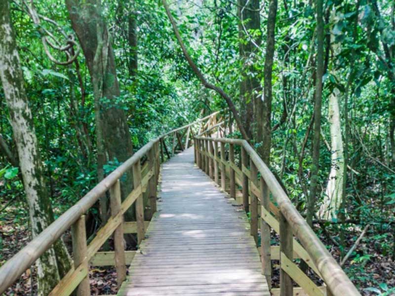 Une passerelle en bois au milieu d’une forêt.