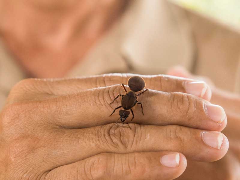 Gros plan d’une personne tenant un petit insecte.