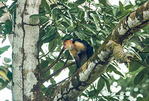 Un singe assis sur une branche d’arbre dans une forêt. 