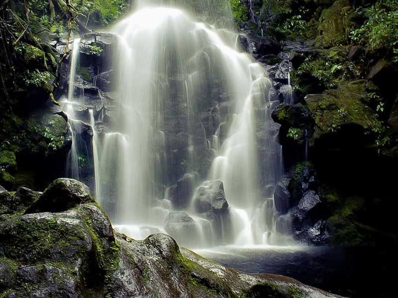 Une grande chute d’eau au milieu d’une forêt.