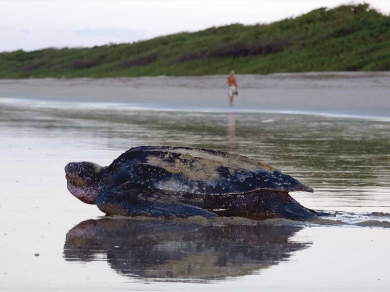 Une grosse tortue allongée sur une plage de sable.