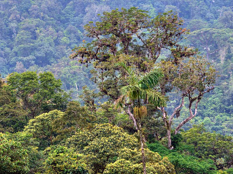 Une forêt verdoyante remplie de beaucoup d’arbres.