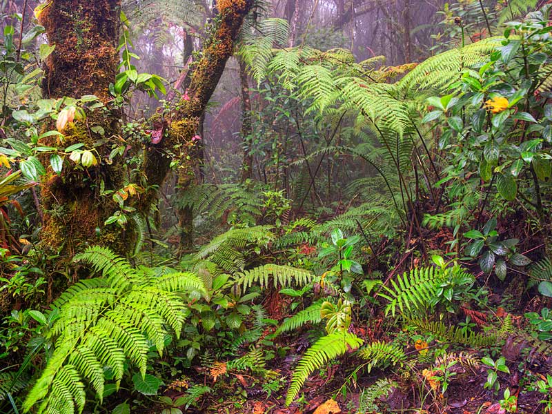 Fleurs de la jungle