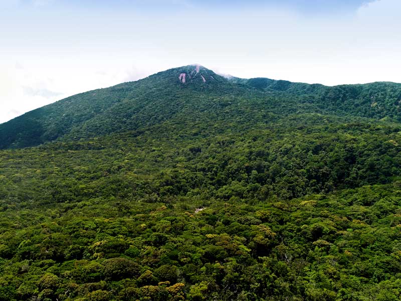 Une grande montagne verte couverte de beaucoup d’arbres.