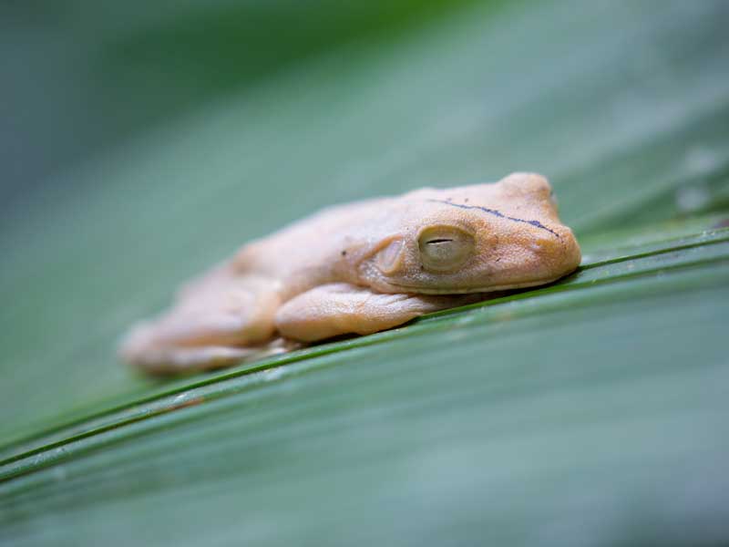 Gros plan d’une grenouille sur une feuille.