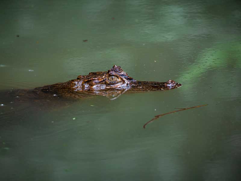 Un grand alligator flottant dans un plan d’eau.