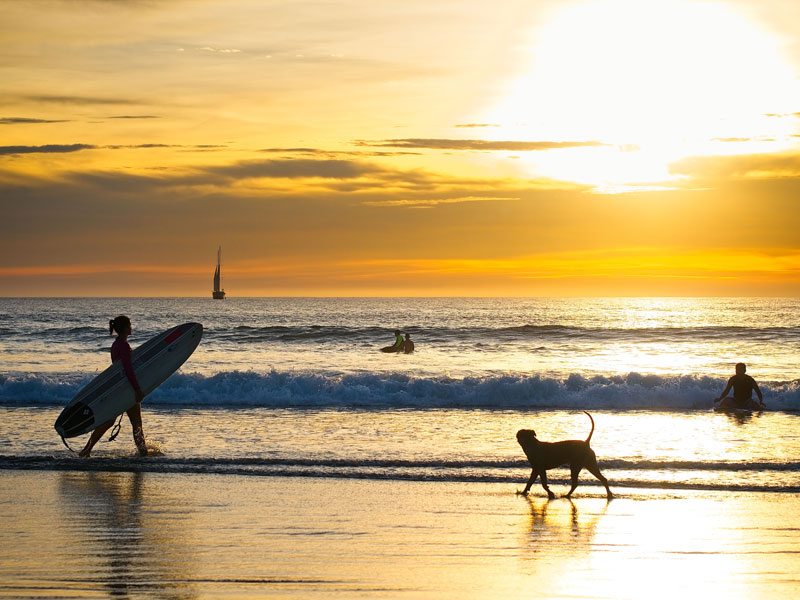 Une personne promenant un chien sur une plage avec une planche de surf.