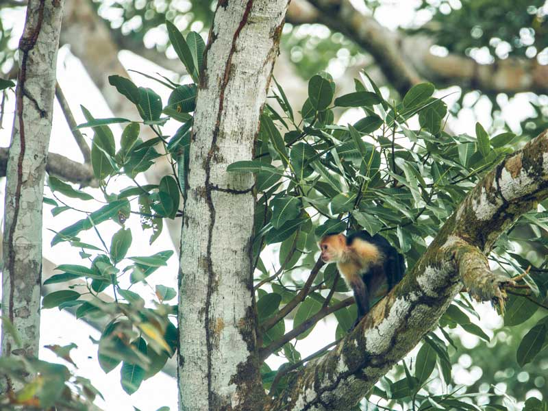 Un singe assis sur une branche d’arbre dans une forêt.