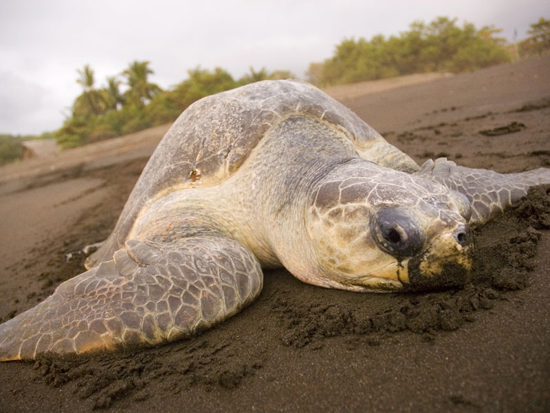 Une tortue verte couchée sur la plage.
