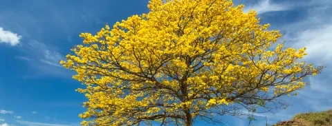 Arbre aux feuilles jaunes