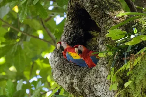 Un couple d’aras écarlates sauvages dans leur nid dans un noix de cajou dans le parc national de Carara
