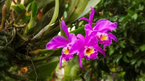 Cattleya gaskelliana est une espèce d’orchidée labiate de Cattleya