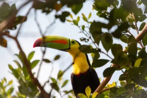 Toucan à bec de quille perché parmi le feuillage de la réserve faunique de Cano Negro, Costa Rica