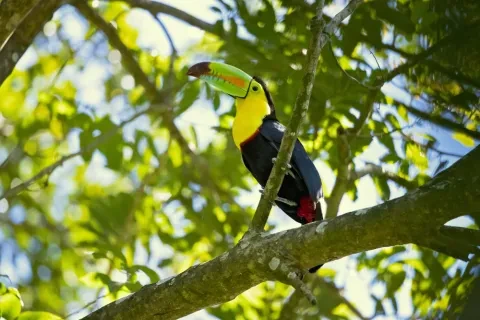 Toucan dans l’arbre