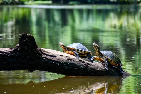 Tortues à Tortuguero Costa Rica