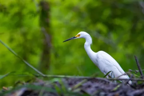 Nowy chasse à l’aigrette dans le Palo Verde