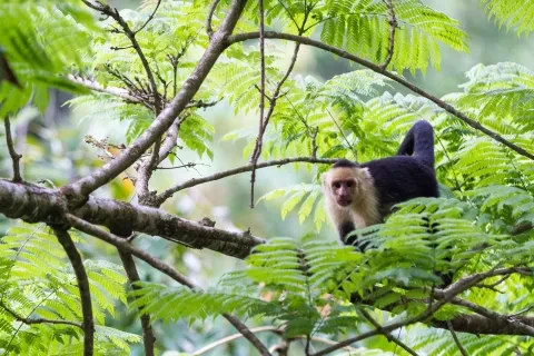 des singes sauvages à face blanche dans les arbres de la jungle du Pacifique Sud au Costa Rica