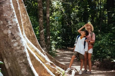Maman et fils regardant un grand arbre dans la forêt