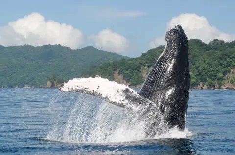 Baleine qui saute hors de l’eau