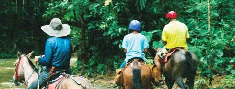 Horses.jpg
