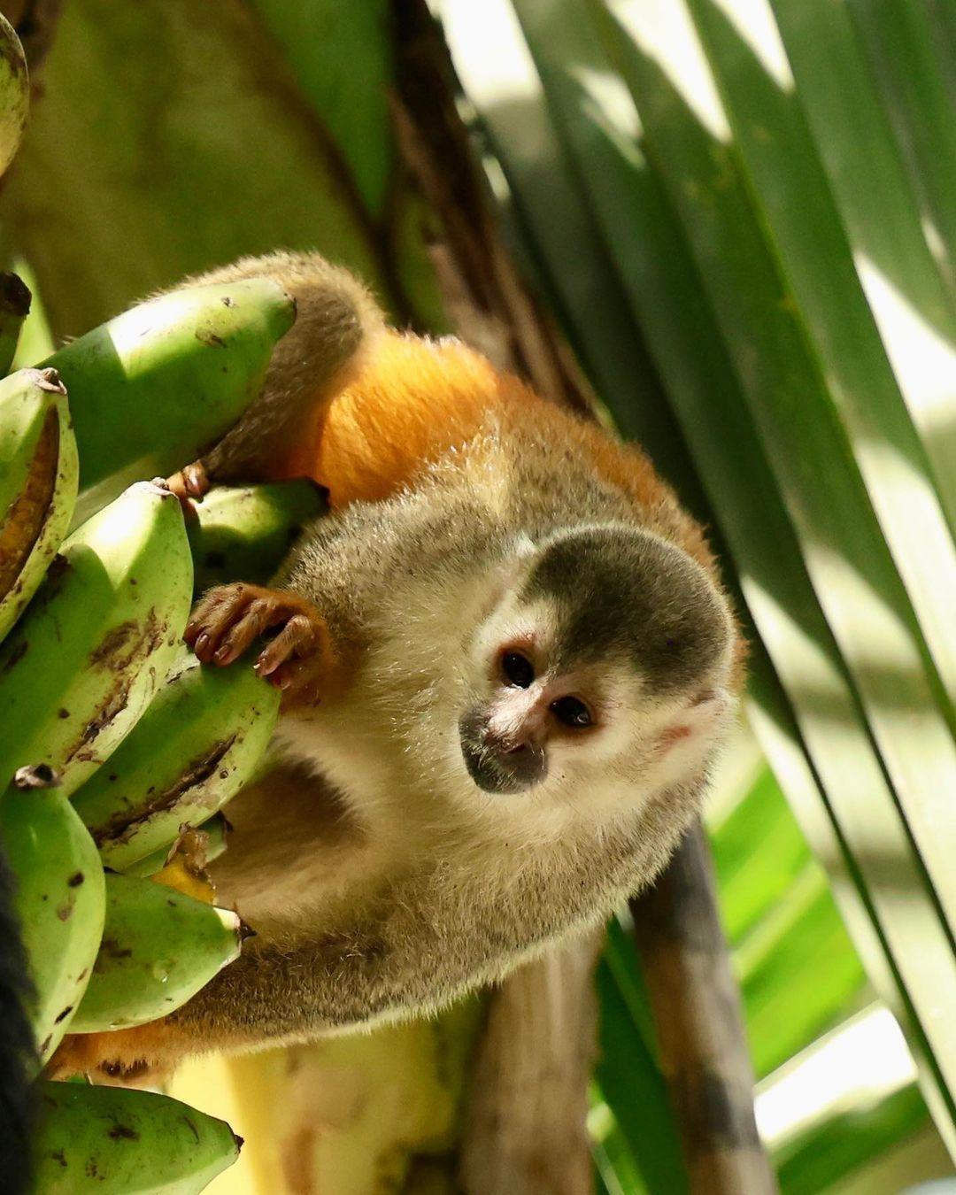 Un singe mangeant des fruits