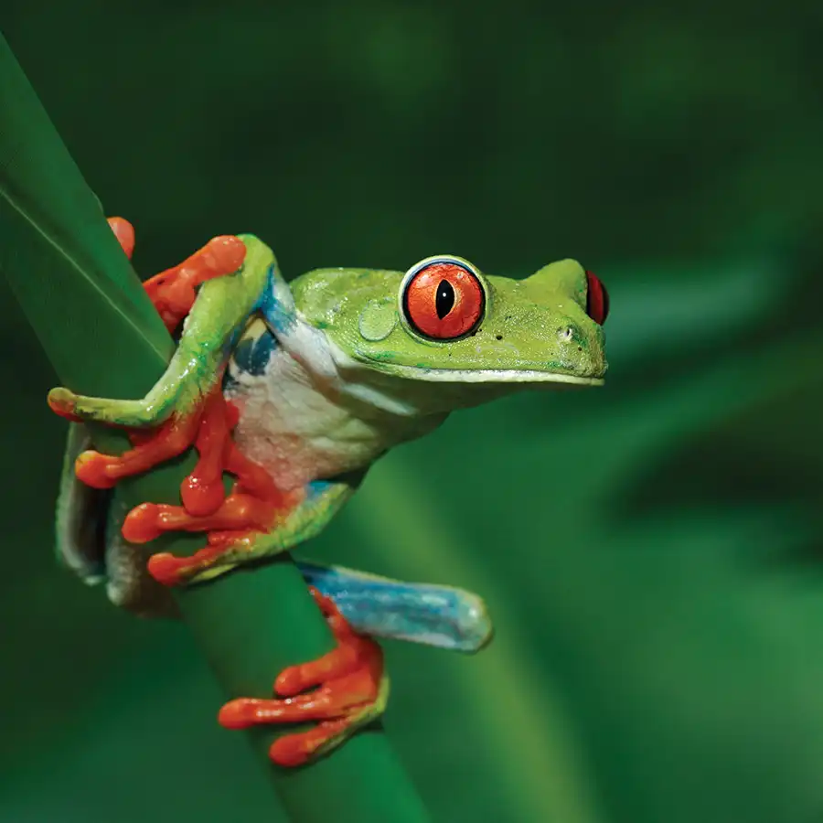 Une rainette aux yeux rouges assise sur une feuille verte