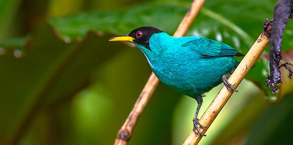 Oiseau bleu