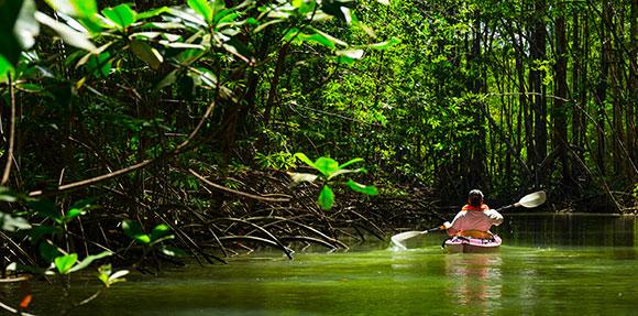Kayak dans la jungle