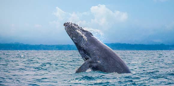 saut de baleine