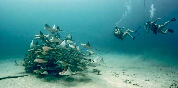 Plongeurs autour de Manta Ray School